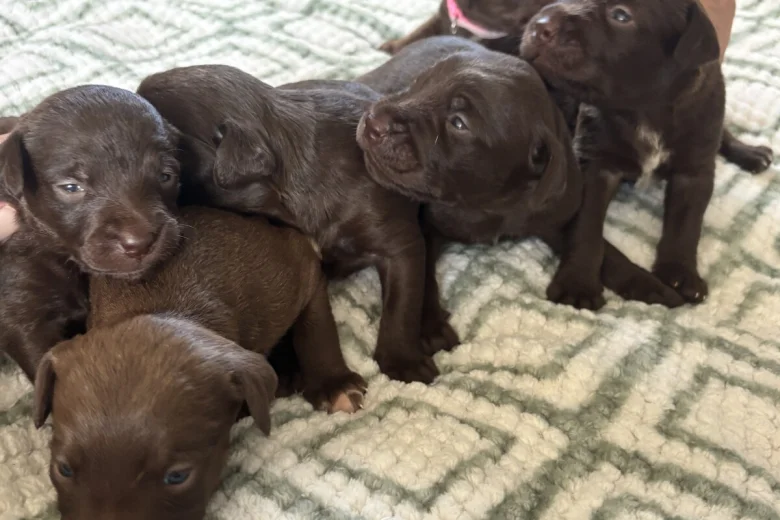 Mixed Breed