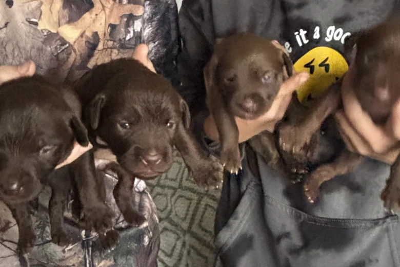 Mixed Breed