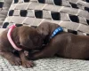 Mixed Breed