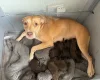 Mixed Breed