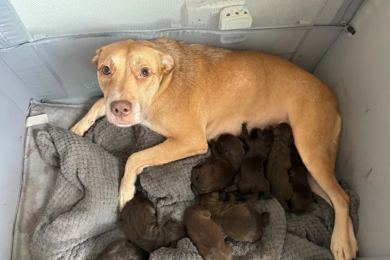 Mixed Breed