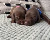 Mixed Breed