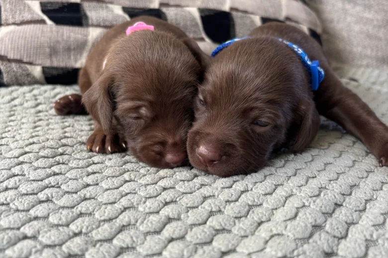 Mixed Breed