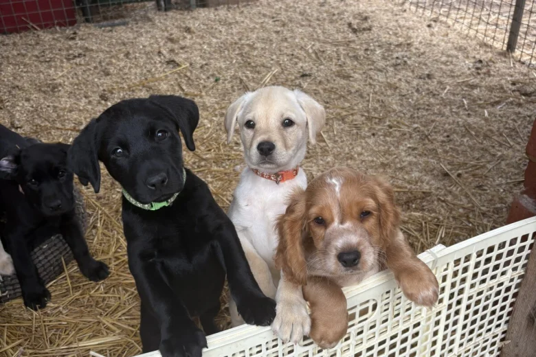 Labrador Retriever