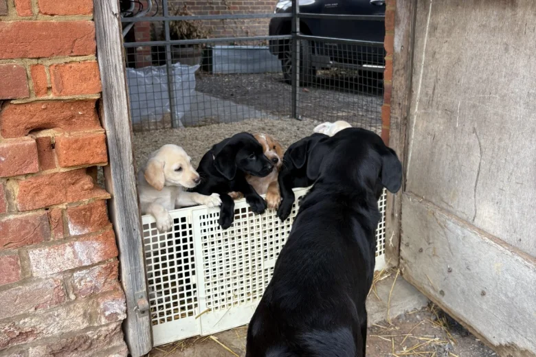 Labrador Retriever