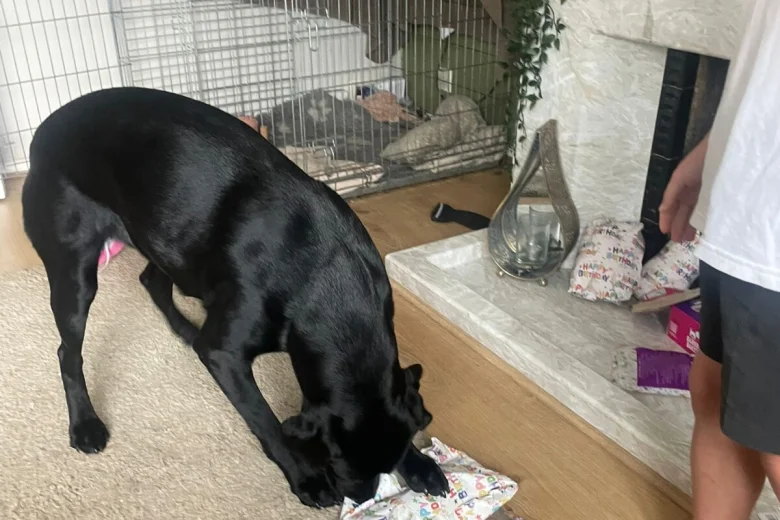 Labrador Retriever
