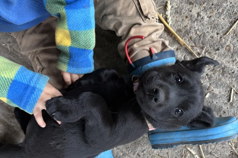 Labrador Retriever