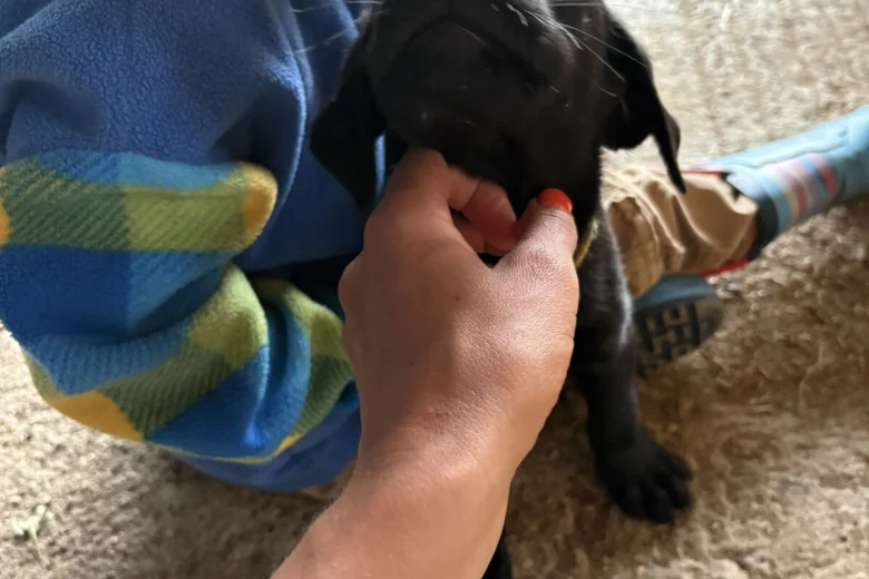 Labrador Retriever