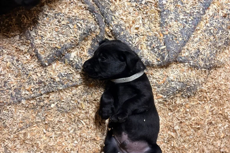 Labrador Retriever