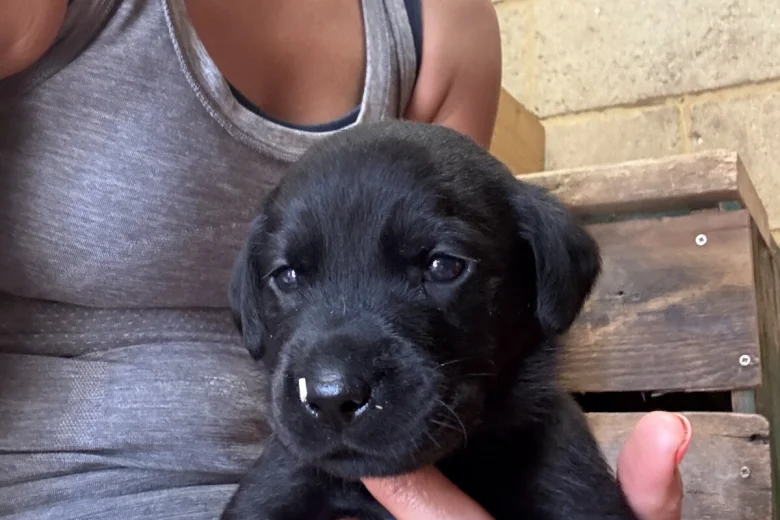 Labrador Retriever