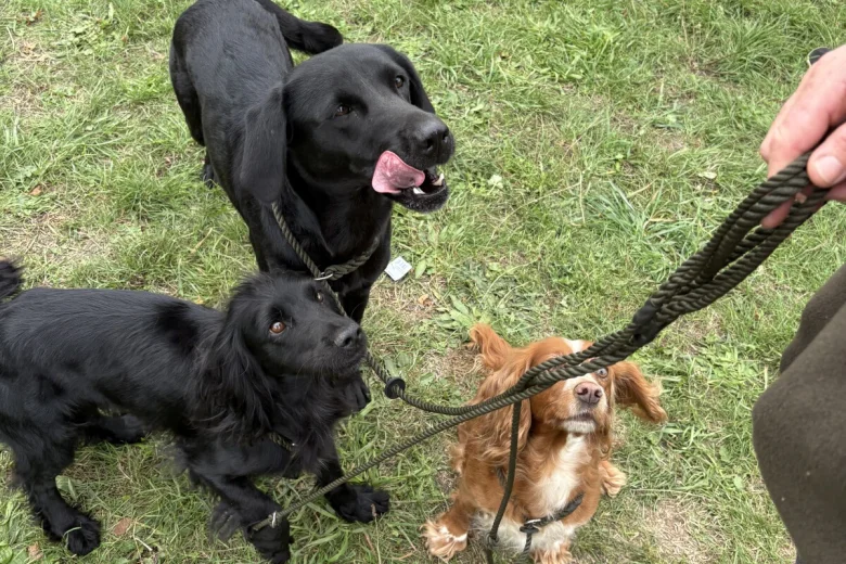 Labrador Retriever