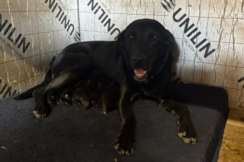 Labrador Retriever