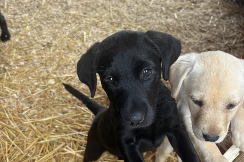 Labrador Retriever