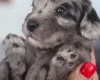 Cockapoo