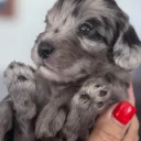 Cockapoo