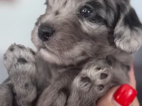 Cockapoo