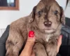 Cockapoo