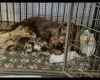 Cockapoo
