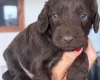 Cockapoo