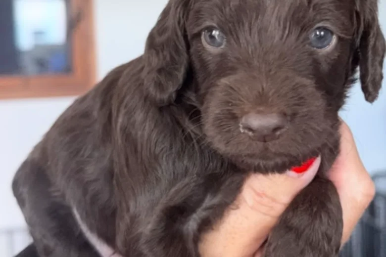 Cockapoo