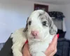 Cockapoo