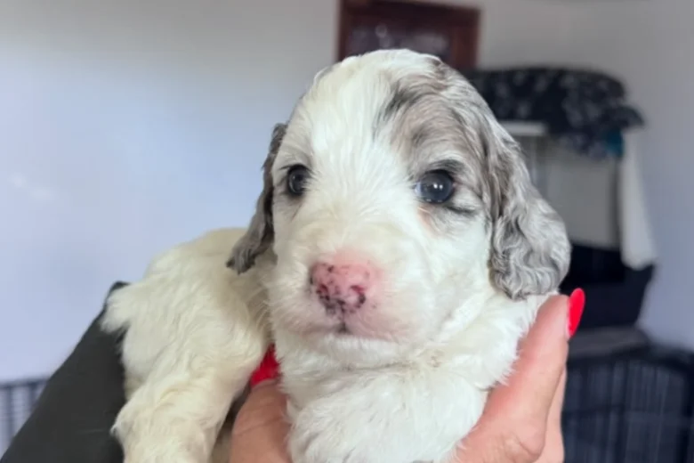 Cockapoo