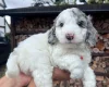 Cockapoo