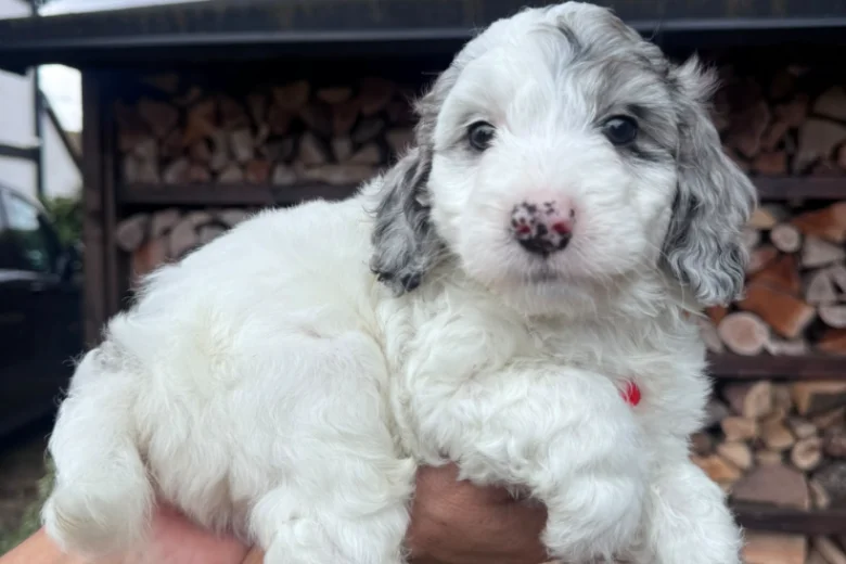 Cockapoo