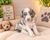 Cockapoo