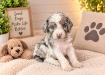 Puppy 1