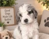 Cockapoo