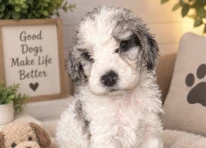 Puppy 2