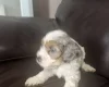 Cockapoo