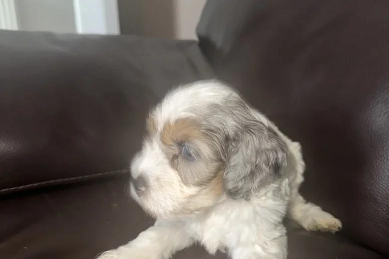 Cockapoo