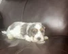 Cockapoo