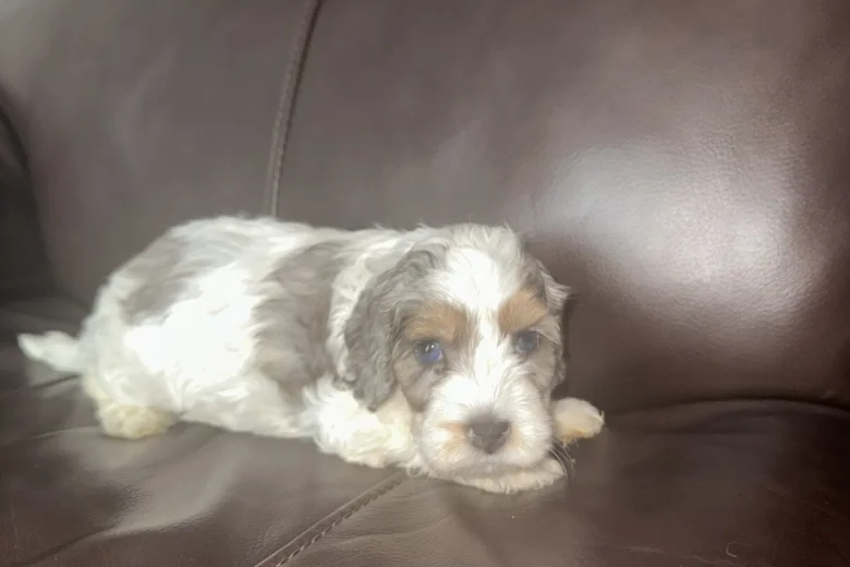 Cockapoo