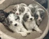 Cockapoo