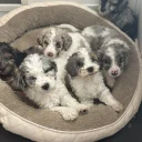 Cockapoo