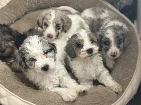 Cockapoo
