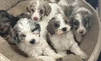 Cockapoo