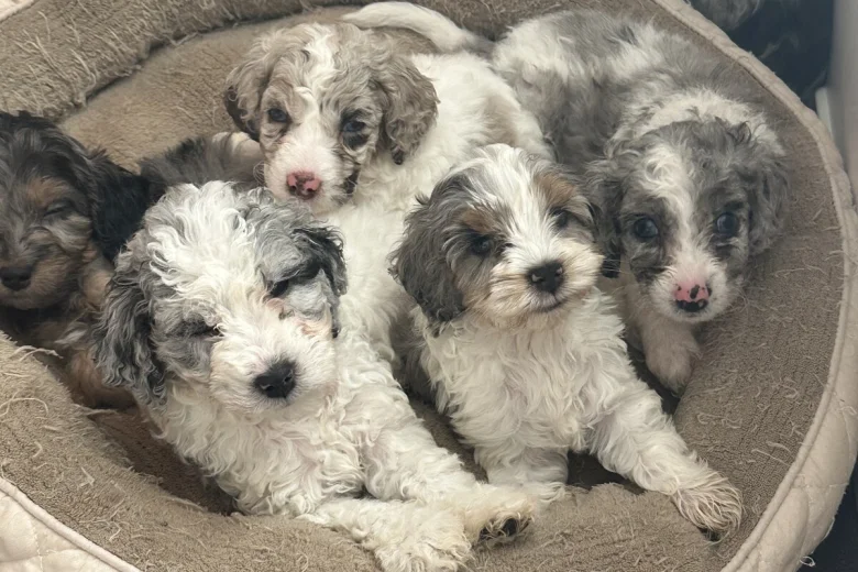 Cockapoo