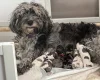 Cockapoo