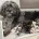 Cockapoo