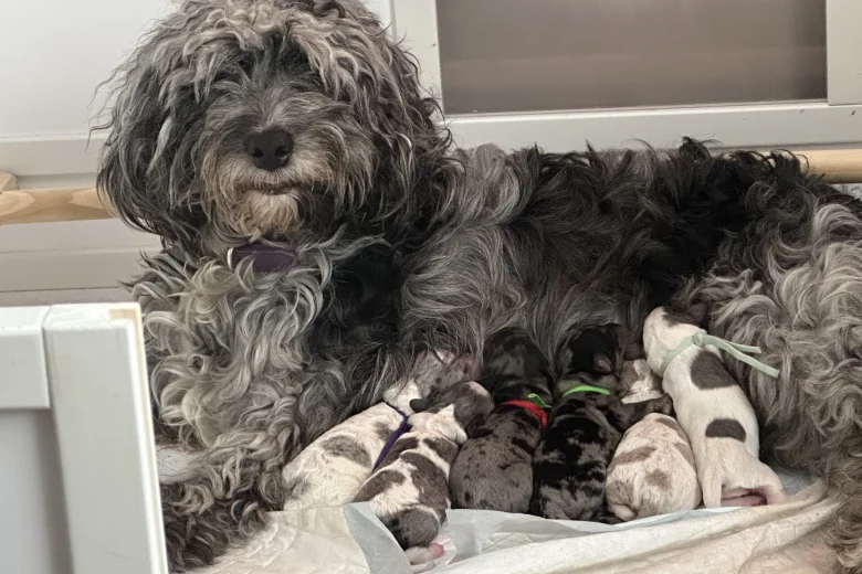 Cockapoo