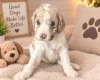 Cockapoo