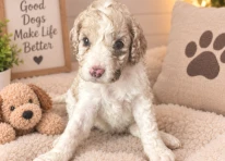 Puppy 3