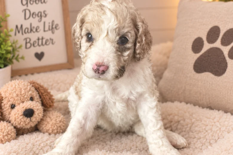 Cockapoo