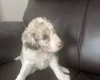 Cockapoo