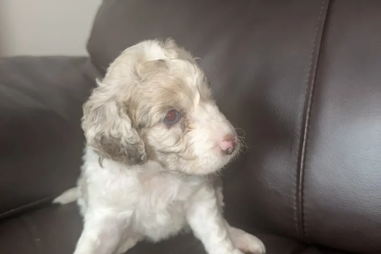 Cockapoo