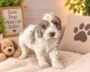 Cockapoo